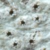 Thelotrema petractoides